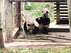 -中国大熊猫保护研究中心雅安碧峰峡基地