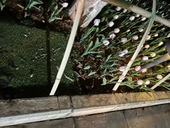 -翠湖公园
