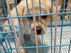 -龟与熊猫宠物公园(南坪店)