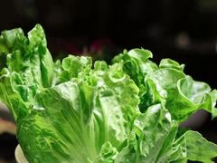 生菜-大洋家·精品潮汕菜·生腌砂锅粥(天河东路店)