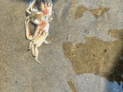 -启东黄金海滩景区