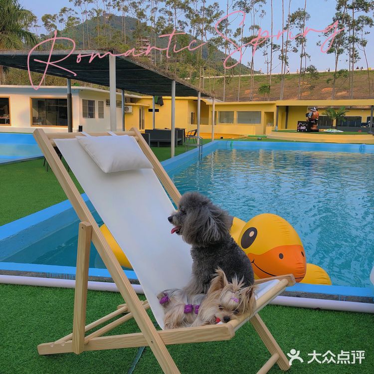 种草!宠物届的五星级度假村7315