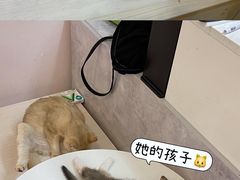 -猫咪派对(江南西店)