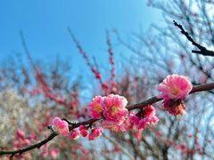 -杭州植物园