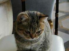 -宠爱国际动物医院·消化内科·心肾内科·ISFM猫友好(望京店)