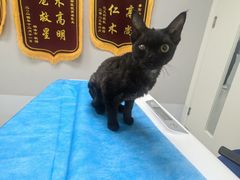 -喜多萌中农锦绣动物医院24H·猫科·牙科MRI·CT