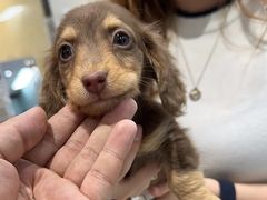 -萌宠之家·腊肠犬·马尔泰·小体犬舍