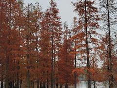 -白鹭湾湿地公园