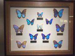 -上海昆虫博物馆