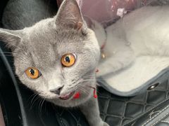 -MOLLY'S萌宠生活馆