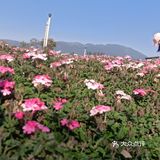 少了些商业化运作，还是很多人喜欢来这里的