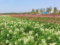 -枫林花海