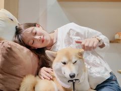 -柴务处·柴犬主题狗咖