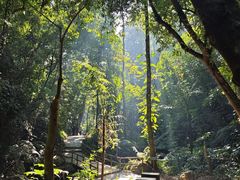 -莫里热带雨林景区