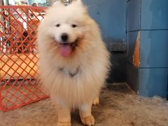 -more than meow吴止猫主题餐厅(承德 中船汇店)