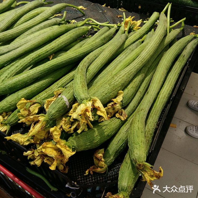 丝瓜 这一看便是老北京的丝瓜――圆而无棱 北京只有这