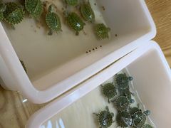 -灵龟之家百象馆(百象馆联合旗舰店)
