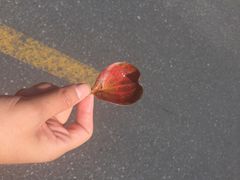 -江湾体育中心游泳馆