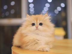 -柚子猫舍·精品猫舍购猫·猫咪认养·购宠·宠物店