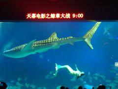 -烟台海昌鲸鲨海洋公园