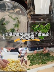 -太湖雪蚕桑文化园