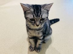 -藏猫猫咖啡主题馆(中央大道店)