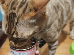 -猫小院猫主题咖啡厅(北锣店)