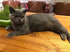 -猫小院猫主题餐厅(三里屯店)
