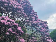 -梧桐山风景名胜区