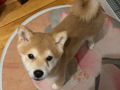 -瑞派福兴宠物医院犬猫全科·骨科·中西医结合(河东店)