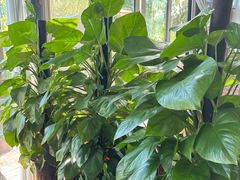 -慢丽江·云南野生菌土鸡锅(西山店)