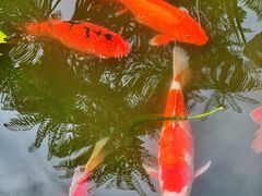 -凤凰山斑鱼馆(恭城店)