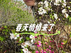 -新疆红山干果市场