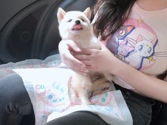 -美联众合动物医院(·中兽医·疑难杂症·严家桥分院)