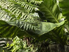 -国家植物园南园