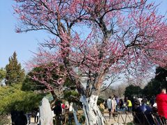 -梅花山(明孝陵内)