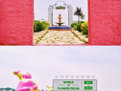 -空港花田景区