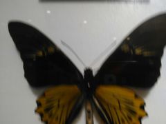 -上海昆虫博物馆