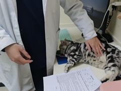 -全心全意连锁动物医院·微创中心·内科急重症·心脏专科(丰管路店)