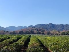 -中国茶叶博物馆(双峰馆区)