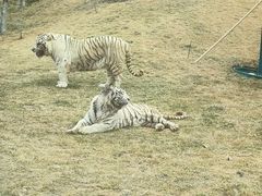 -北京野生动物园