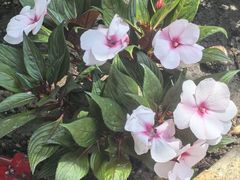 -石家庄市植物园