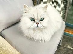 -喵屿·大理花园猫咖