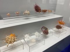 -贝壳王国博物馆
