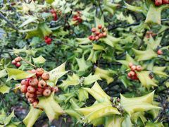 -青岛银沙滩温德姆至尊酒店