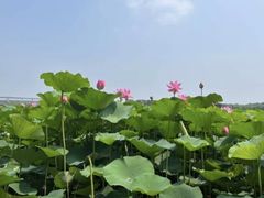 -荷塘月色湿地公园·向阳花洲