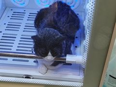 -PETKIT小佩宠物·低压洗护(国顺东路店)