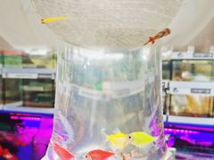 -曲阳花鸟市场(曲阳路店)