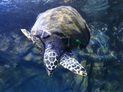 -太平洋海底世界