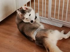 -Husky Go! 哈士奇体验馆·宠物咖啡厅狗咖